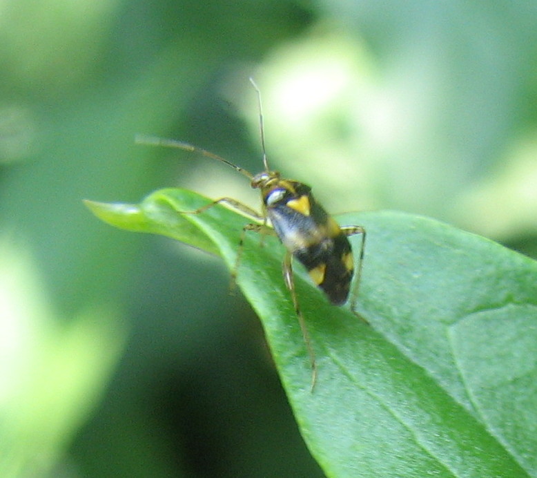 Miridae: Liocoris tripustulatus